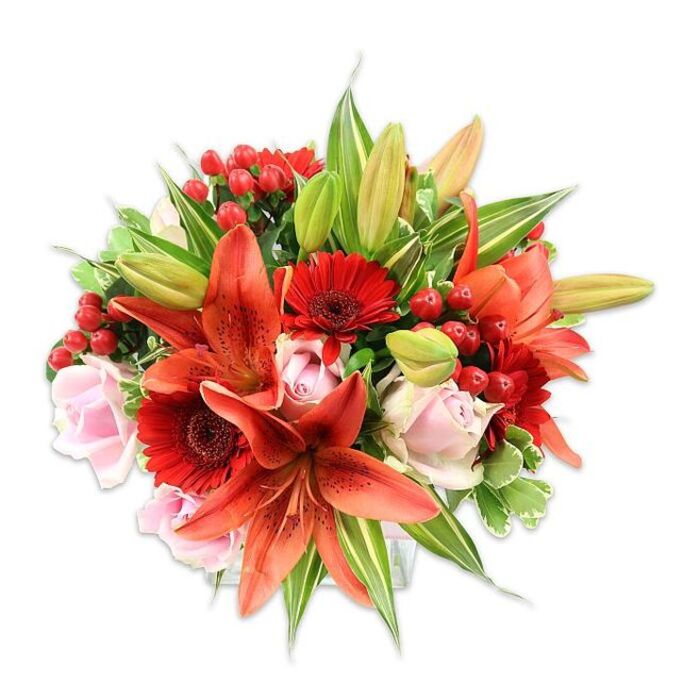 Presented against a clean white field that highlights every colour and contour, this compact, rounded bouquet reads as both bold and tender. At its core, large Asiatic lilies in a vibrant orange-red set the tone: their recurved petals show subtle speckling and the vertical lines of their stamens add sculptural detail. Complementing these are rich red Gerbera daisies, their layered petals creating a sunburst effect around darker eye centers that anchor the composition. Interspersed are soft blush roses whose layered, velvety petals move from closed buds to more open blossoms, bringing a quiet romanticism to the otherwise fiery palette. Small clusters of red Hypericum berries are tucked into leaf funnels, their glossy surfaces offering tiny highlights and a slightly festive, textured motif. A variety of foliage - broad green leaves, slender lily blades, and a few variegated sprigs with pale margins - fills and frames the bouquet, providing a fresh, verdant backdrop that enhances the intensity of the blooms. A couple of unopened lily buds introduce a sense of progression and future bloom. The lighting is bright and even, casting soft shadows that reveal the tactile differences between papery lily petals, smooth rose surfaces and the waxy berries. It feels like a bouquet chosen for an affectionate gesture or a warm celebration in the Hampton Hill area: perfect for greeting someone on the High Street, brightening a living room after a stroll through nearby Bushy Park, or marking a birthday with colour and scent crafted by a careful hand.