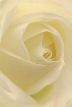 This portrait reveals the poetic soul of a cream rose, its vernal petals curling inward in artful harmony-a vision reminiscent of Hampton Hill's morning tranquillity. Each layer appears almost transparent, as if dusted with the first light drifting over Bushy Park. Velvet soft to the eye, the petals' swirling atop one another beckon an imagined caress, while natural lighting bathes the bloom in gentle hues of pale ivory and the subtlest gold. The scene evokes the gentle stillness before neighbourhood celebrations, reminiscent of thoughtful gifts carried along Windmill Road on anniversaries or moments of love. The rose's simple purity and ageless form, preserved so elegantly by Hampton Hill's expert florists, bring forth a sense of lasting grace and warmth. A faint shadow deepens the spiraled core, whispering artistry and emotional depth into the composition. One can almost sense a sweet, clean aroma permeating the air-like a promise of comfort and sincerity, woven into the fabric of Hampton Hill community life.